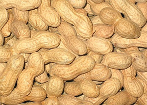 明年种子供需：玉米向好水稻走弱